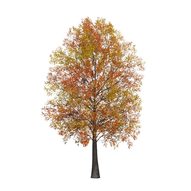 autumn tree isolated on white background, 3D illustration, cg render