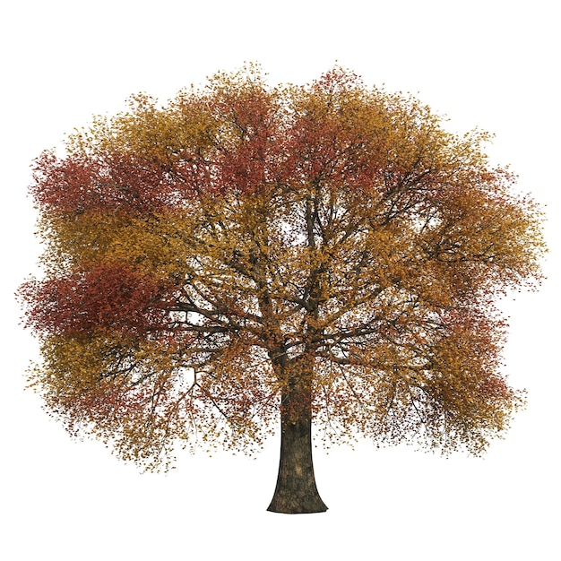 autumn tree isolated on white background, 3D illustration, cg render