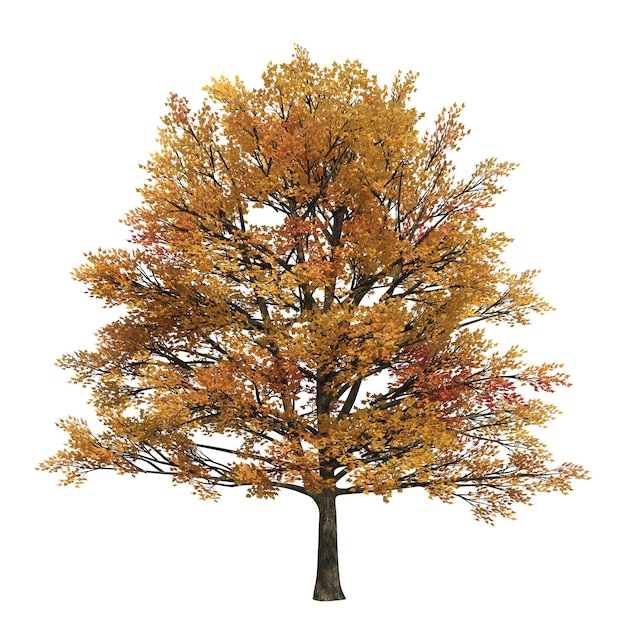 autumn tree isolated on white background, 3D illustration, cg render