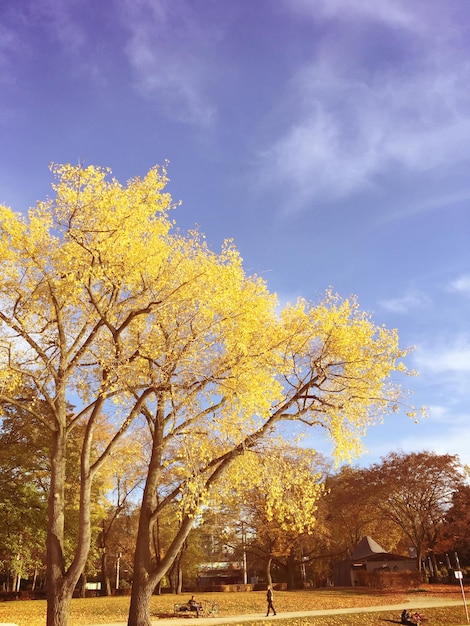 Autumn tree on landscape against sky