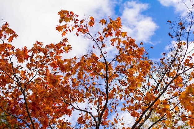 Autumn tree with blue sky