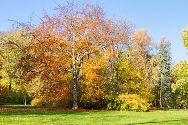 Autumn  tree with golden leaves ans blue sky  in sunny day