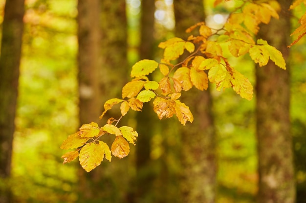 Autumn tree with yellow fall leaves