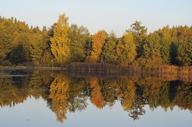 Autumn trees are reflected in the water of a forest lake on a Sunny morning Moscow region Russia