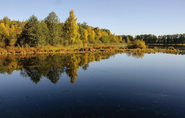 Autumn trees are reflected in the water of a forest lake on a Sunny morning Moscow region Russia