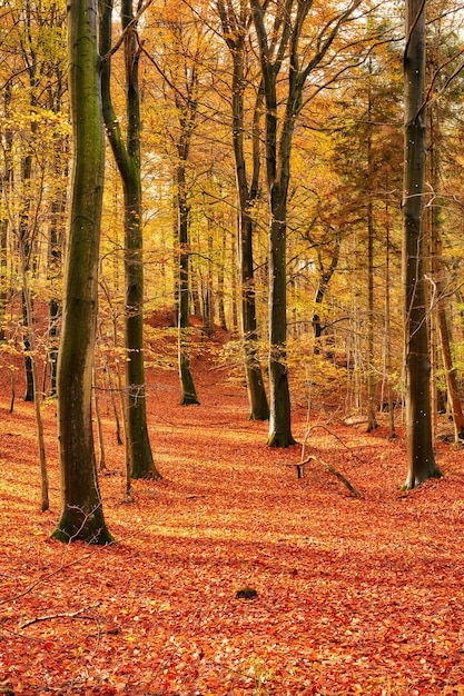 Autumn trees Autumn natural background