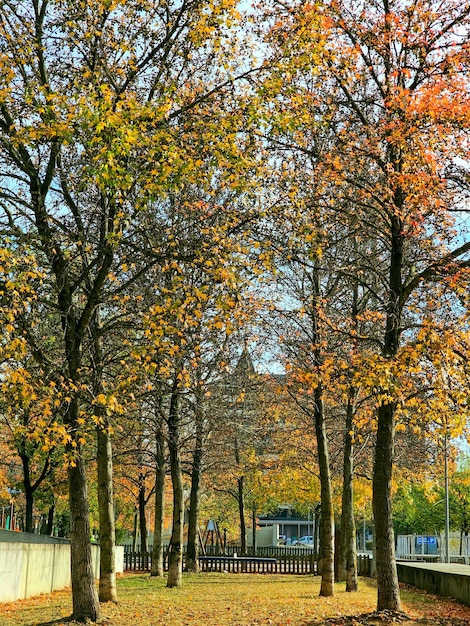 autumn trees in the city