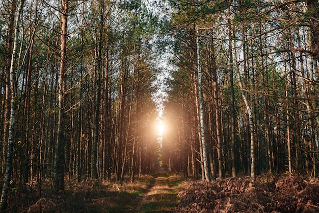 Autumn trees in the forest