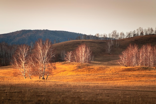 Autumn trees on the hills with dry grass and fallen yellow leaves at sunset