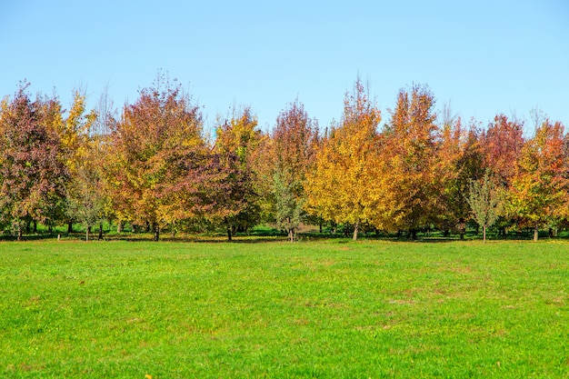 Autumn trees and leaves in sunny day