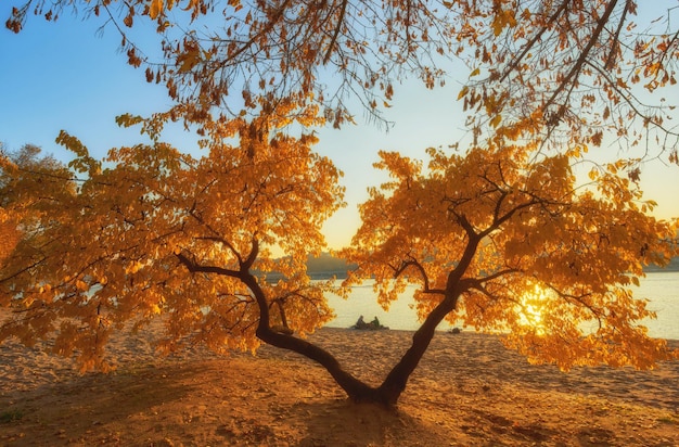 Autumn trees near the river leaves on sand