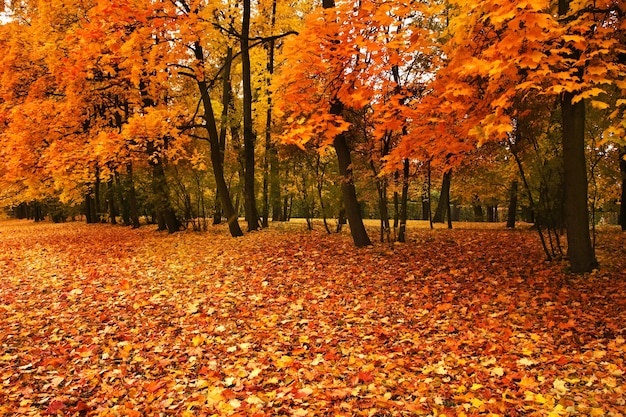 Autumn trees in park