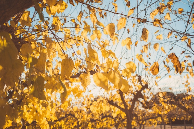 autumn trees on sun