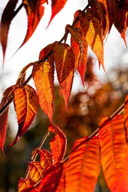 autumn  trees