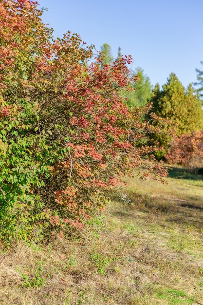 Autumn trees