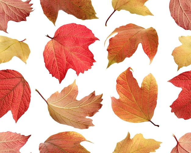 Autumn viburnum leaves on a white background seamless pattern