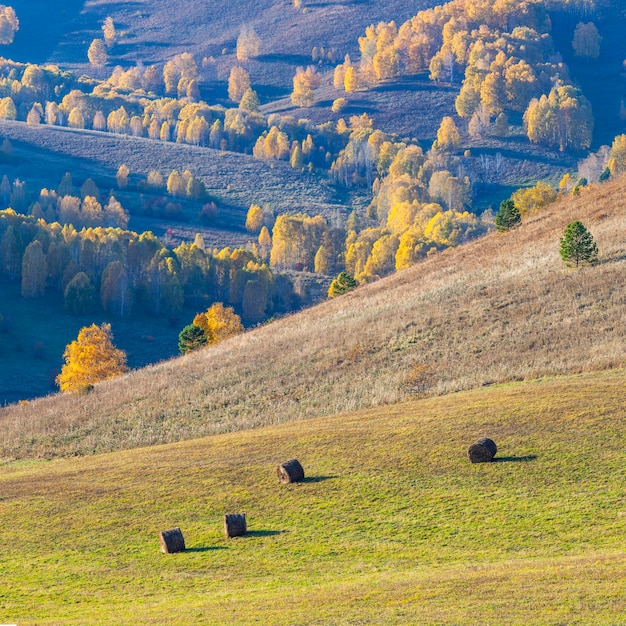 Autumn view agricultural landscape