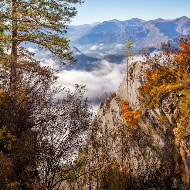 Autumn view colorful vegetation and fog