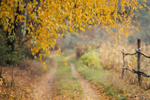 Autumn view of nature in rural place Beautiful yellow branch of birch tree under dirt road wooden fence near it