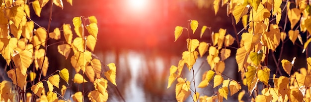 Autumn view with yellow leaves on the trees by the river during sunset