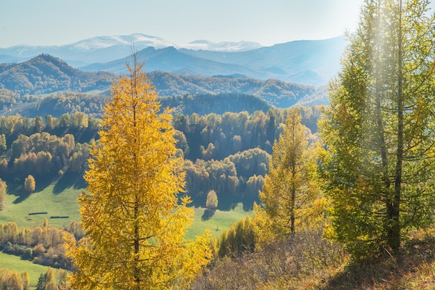 Autumn view. Yellow trees on the hillside, tops in a blue haze.