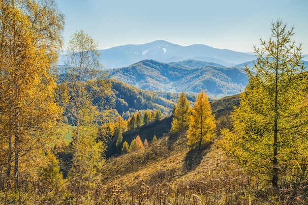 Autumn view. Yellow trees on the hillside, tops in a blue haze.