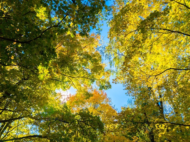 Autumn vivid yellow and green maple trees on blue sky background full frame upward view from below