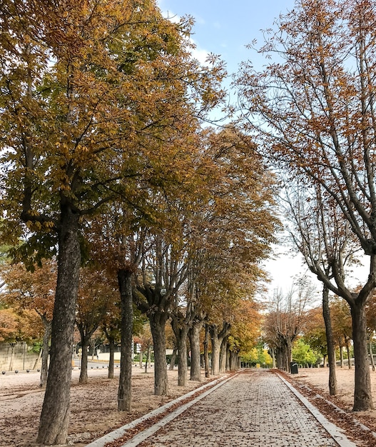 Autumn Walk in the park