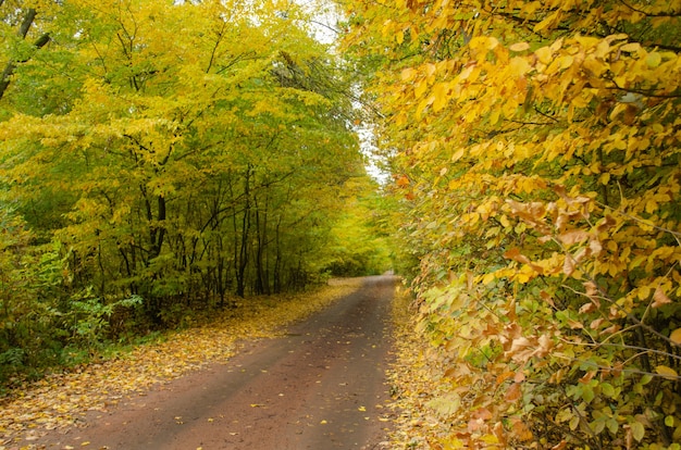 Autumn walk with old road in the forest. Autumn landscape with road at sunset