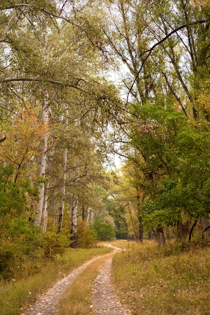 Autumn wild forest