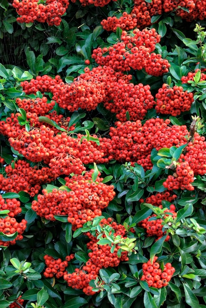 Autumn-winter decorative bush.Red ripe fruits Pyracantha coccinea.