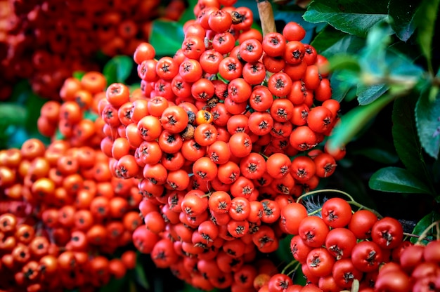 Autumn-winter decorative bush.Red ripe fruits Pyracantha coccinea.