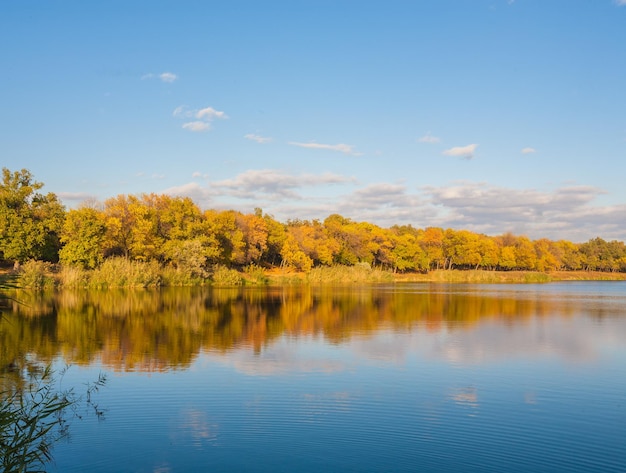 Autumn wood on the river bank