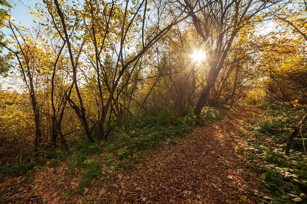 Autumn woodland path with beautiful colours Carpathian mountains range Ukraine