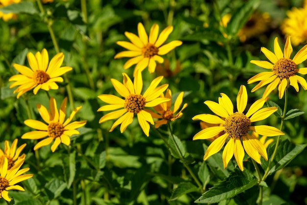 Autumn yellow flowers garden on a bright sunny day closeup