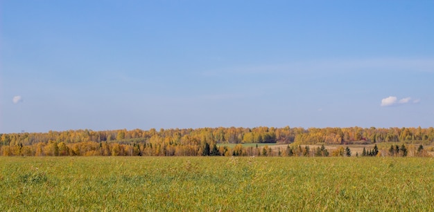 Autumn yellow forest and field. Blue sky with clouds over the forest. The beauty of nature in autumn.