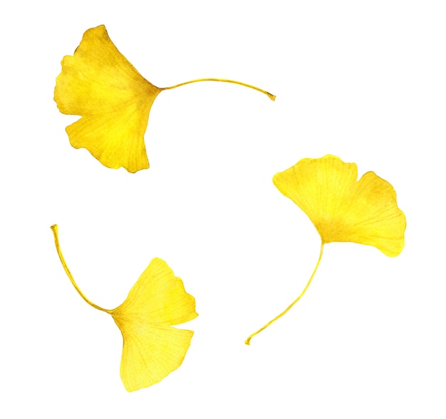 Autumn yellow ginkgo leaves. Watercolor seasonal illustration