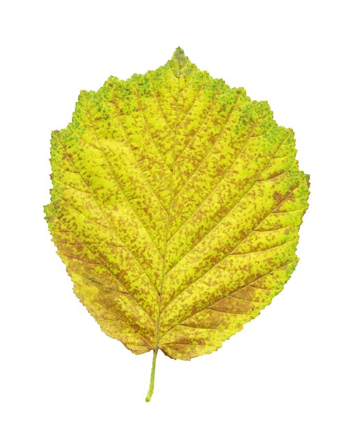 Autumn yellow leaf of black alder isolated on white Beautiful bright colorful autumn leaf