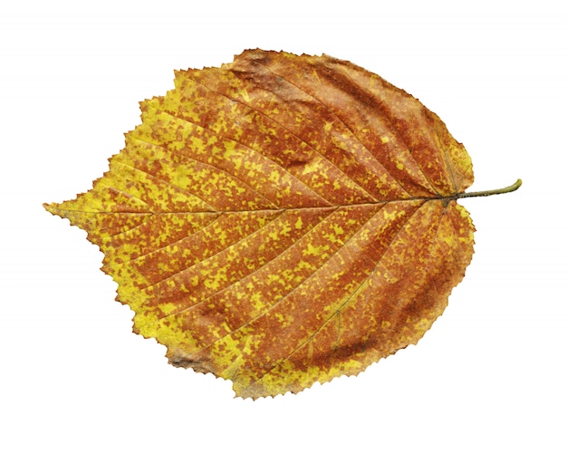 Autumn yellow leaf of black alder isolated on white