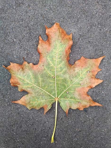 an autumn yellow leaf lies on an asphalt road