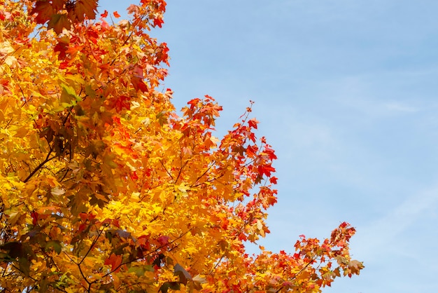 Autumn yellow leaves against blue sky