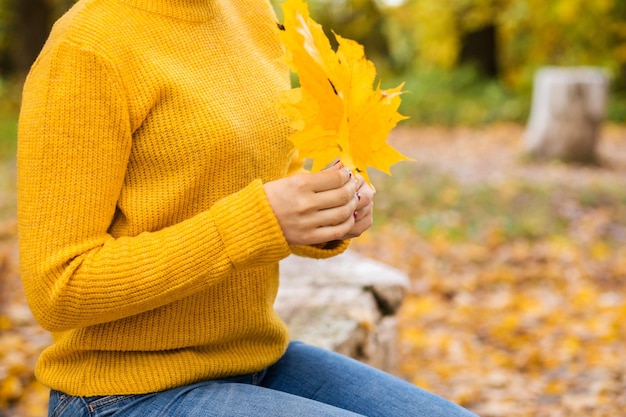 Autumn yellow leaves in female hands Closeup