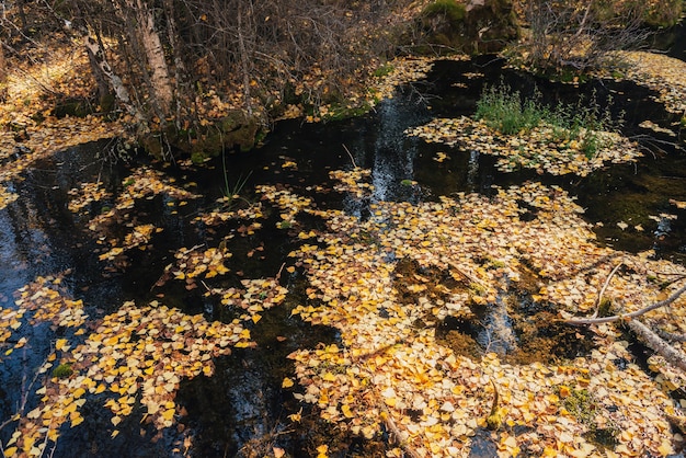 Autumn yellow leaves float in shallow backwater in golden sunshine. Yellow autumn leaves on water surface in gold sunlight. Sunny beautiful nature background with fallen leaves in water. Fall backdrop