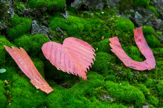 Autumn yellow leaves green moss the words I love you