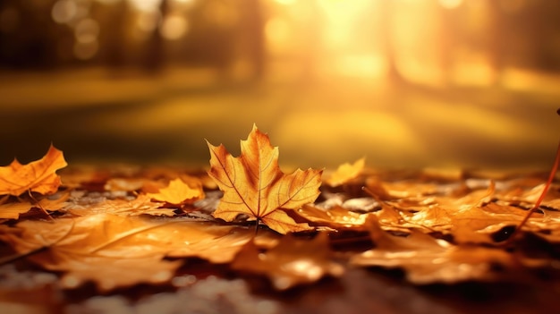 Autumn yellow leaves on the ground