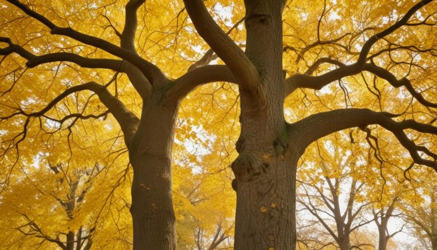 Autumn yellow leaves of oak tree in autumn park Fall background with leaves Beautiful autumn landscape