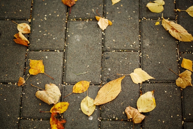 Autumn yellow leaves on the pavement fall background