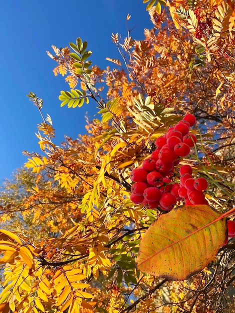 Autumn yellow leaves and red rowan berry tree branch on front blue sky nature landscape