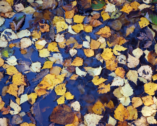 Autumn yellow leaves in the water, top view.