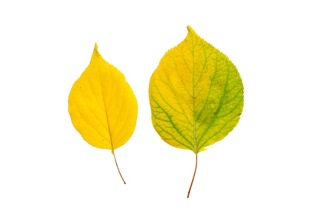 Photo autumn yellow linden leaves isolated on white background